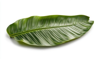 Tropical leaf, isolated, white background, nature, food styling