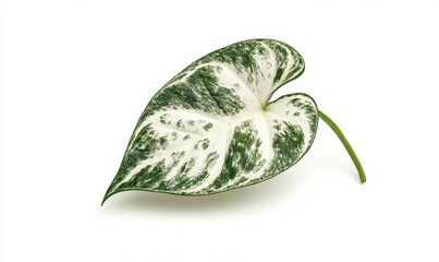 Variegated heart-shaped leaf, isolated, white background, nature