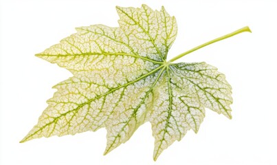 Variegated maple leaf, isolated, white background, autumn