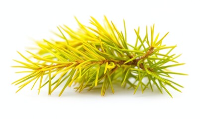 Yellow pine sprig, isolated, white background, nature, design