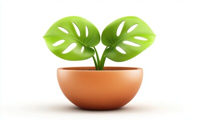 Young Monstera plant in terracotta pot, white background, growth concept