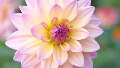 Fototapeta premium Pink & yellow dahlia bloom in focus. Petals spiral from a purple center. Soft, blurred garden background