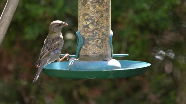 sparrow on a feeder