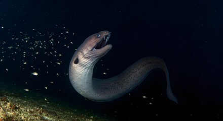 Predator Gulper Eel in Deep Sea Midnight Zone. 