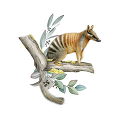 Cute numbat with eucalyptus leaf floral decor. Australian native animal watercolor vintage style illustration. Myrmecobius fasciatus rare marsupial anteater with gum tree decoration on white 