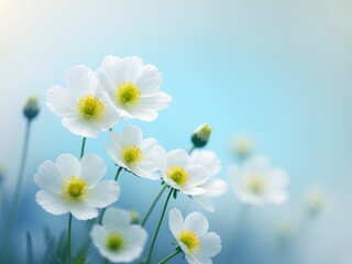 Fototapeta premium Delicate White Anemone Flowers on a Soft Blue Background A Gentle Floral Scene
