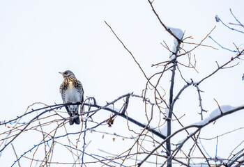 A starling on a tree branch on a winter day.
