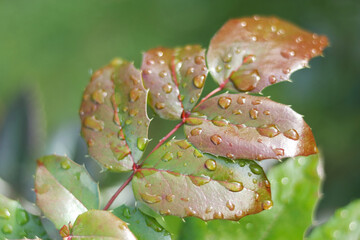 Fresh mahonia leaves with water droplets, close-up with soft bokeh. Red-green foliage glistening...