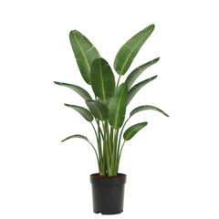 Bird of paradise plant in a black pot lush green foliage and elegant design
