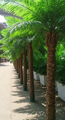 Obraz premium Photo of Palm Trees Lined Up along a Street with Sunlight and Green Foliage