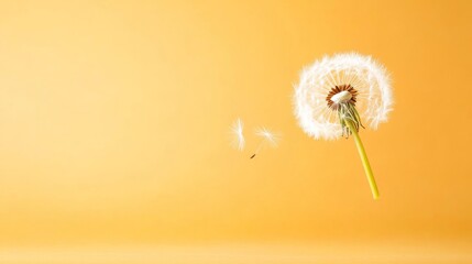 Fototapeta premium Dandelion Seed Head Against Soft Orange Background in Springtime