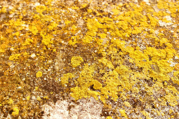 Background of wall with ochre colored moss