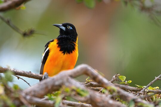 The Venezuelan troupial (Icterus icterus) is the national bird of Venezuela.