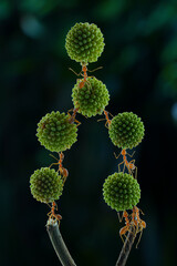 macro photograph displays multiple weaver ants(Oecophylla smaragdina)collaboratively carrying and arranging several green, spiky spherical objects, possibly plant seeds or fruits,23 may 2025 Indonesia