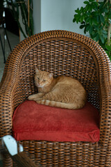 cute cat relaxing on the chair