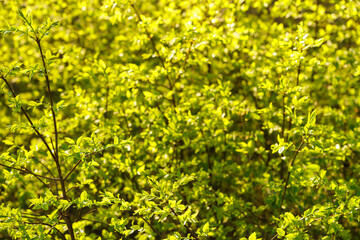 Full frame image of dense lime green shrub with young leaves in late spring or early summer, illuminated by sunlight, for nature and garden design themes.