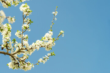 Delicate white plum blossom branches against a clear blue spring sky. Fresh flowering tree for seasonal beauty.