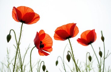Obraz premium Close-up view of bright red poppies with buds against clear white sky background. Vivid petals, delicate details of poppy flowers represent natural beauty. Springtime blooms, floral design, artistic