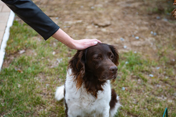 human hand play with  setter dog
