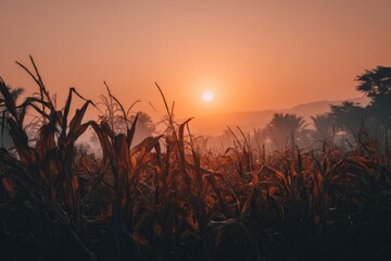 Cornfield bathed in orange sunrise; distant hills & haze create depth