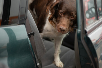 dog breed setter sitting in the car