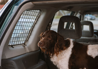 dog breed setter sitting in the car