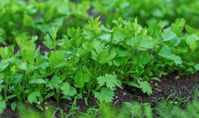 growing greens in the garden. Selective focus.