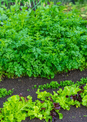 growing greens in the garden. Selective focus.