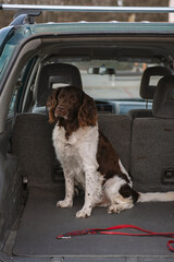 dog breed setter sitting in the car