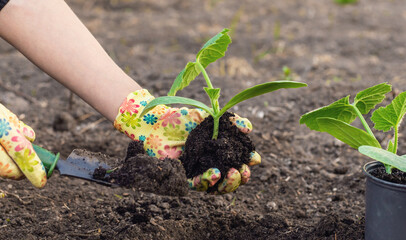 planting zucchini in the garden. Selective focus.