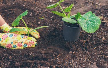 planting zucchini in the garden. Selective focus.