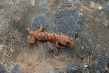 Small lizard with a pink translucent skin, a Mediterranean house gecko, which has lost its tail, sitting on a rock