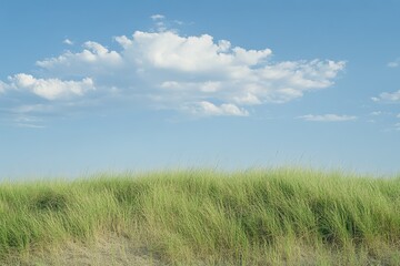 Obraz premium Sunset Tall Grass. Kansas Field of Meadow with Blue Sky and Clouds