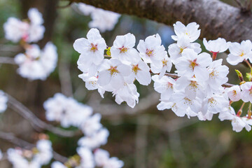 満開を迎えた桜の花 鳥取県 因幡千本桜 ソメイヨシノ