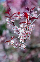 purple leaf sand cherry blossom branch in the garden in spring
