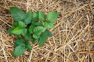 Blackberry Plant Seedling for Growing Blackberry Garden. Grow and Care for Blackberries Bush with Mulching with Straw. Grow Raspberry and Planting.