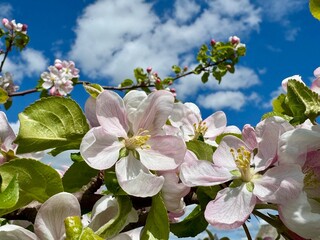 apple tree blossom