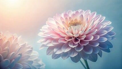 Fototapeta premium A Delicate Pastel Bloom Close-up of a Soft Pink and White Flower with Gentle Light
