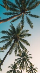 Fototapeta premium Photo Upward View of Palm Trees Reaching to the Blue Sky with Sunshine