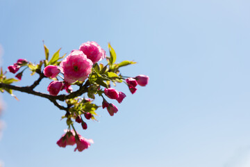 Close-up of a blooming cherry blossom branch with vivid pink flowers and buds set against a clear blue sky.