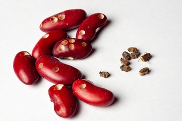 Red kidney beans show damage from bean weevils, a common pest of stored grains and legumes.