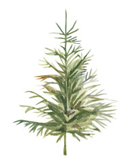 Watercolor hand painted fir tree without decorations