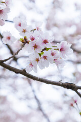 綺麗に咲いた桜の花 ソメイヨシノ