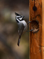 close up of a bridled titmouse perched on a wooden log in the riparian woodlands of madera canyon in the foothills of the santa rita mountains southeast of tucson, arizona