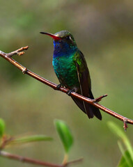 Obraz premium close up of a colorful male broad-billed hummingbird perched on a branch in the woodlands of madera canyon in foothills of the santa rita mountains southeast of tucson, arizona