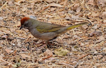 close up of a green-tailed towhee  on the ground of the woodlands of madera canyo in foothills of the santa rita mountains  southeast of tucson, arizona