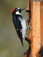 close up of a female acorn woodpecker on a wooden post in the woodlands of madera canyon in foothills of the santa rita mountains  southeast of tucson, arizona