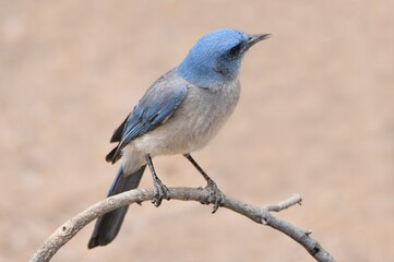 Obraz premium close up of a pretty blue male mexican jay perched om a branch in the woodlands of madera canyon in foothills of the santa rita mountains southeast of tucson, arizona