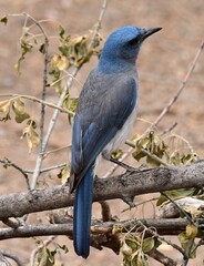 Fototapeta premium close up of a pretty blue male mexican jay perched on a branch in the woodlands of madera canyon in foothills of the santa rita mountains southeast of tucson, arizona