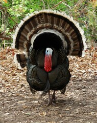 close up of a wild tom turkey strutting in the woodlands of madera canyon in summer in foothills of the santa rita mountains southeast of tucson, arizona